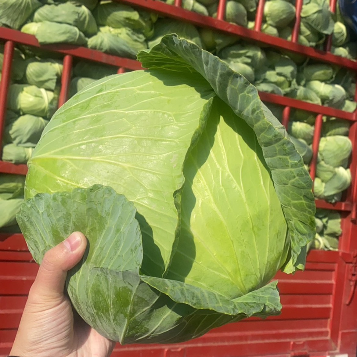 保障生鮮食材配送質(zhì)量，守護(hù)舌尖上的安全