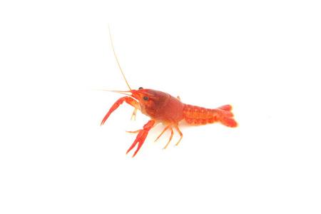 龍蝦魚(yú)